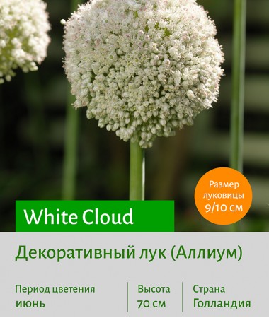  Аллиум (Allium) White Cloud